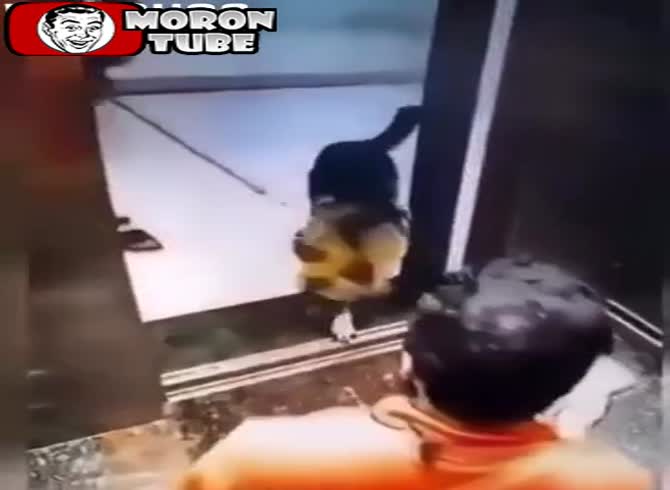 Video :The delivery man's penis is bitten by a German Shepherd